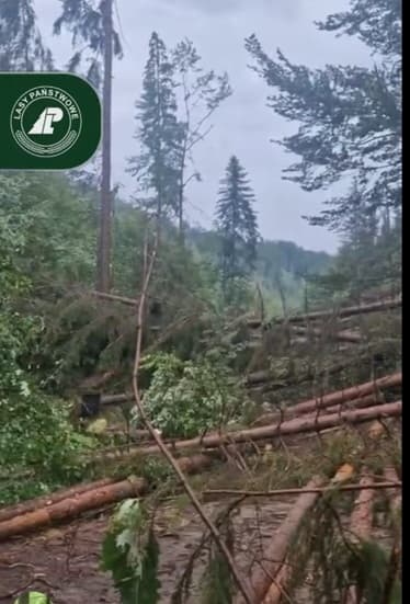 Nadleśnictwo Wisła pokazało skutki nawałnicy. Leśnicy uspokajają | WIDEO