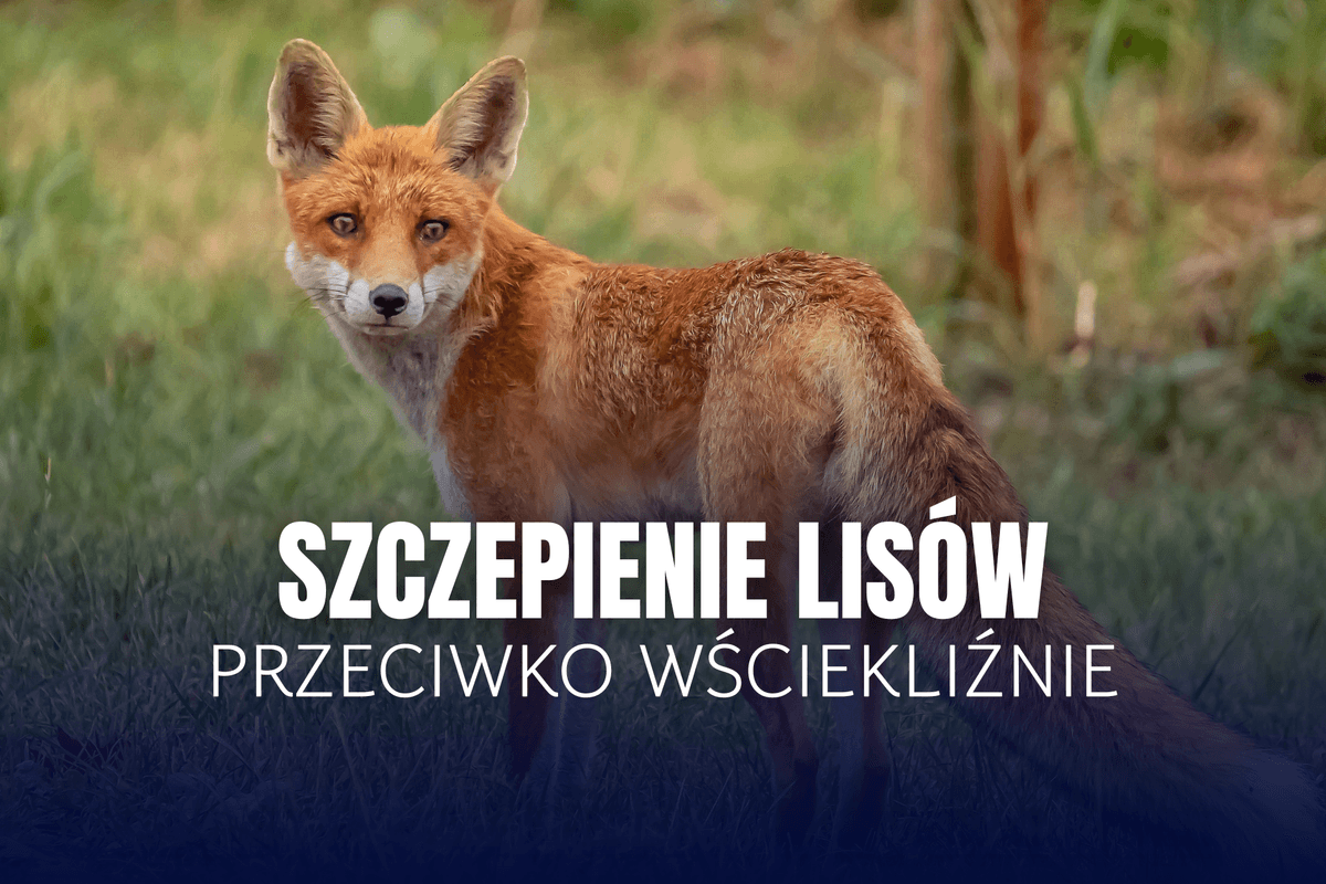 Rusza dodatkowa akcja szczepienia lisów przeciwko wściekliźnie