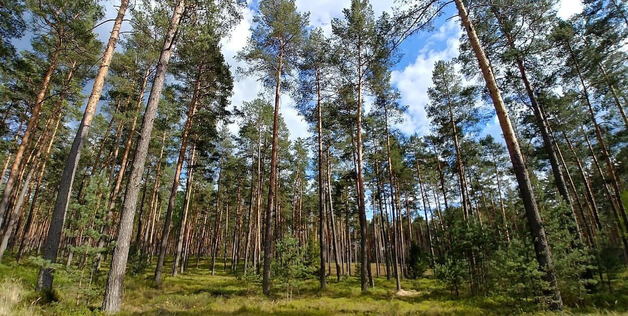 Wieża widokowa i altany: Gmina Goraj rozwija turystykę na Roztoczu!