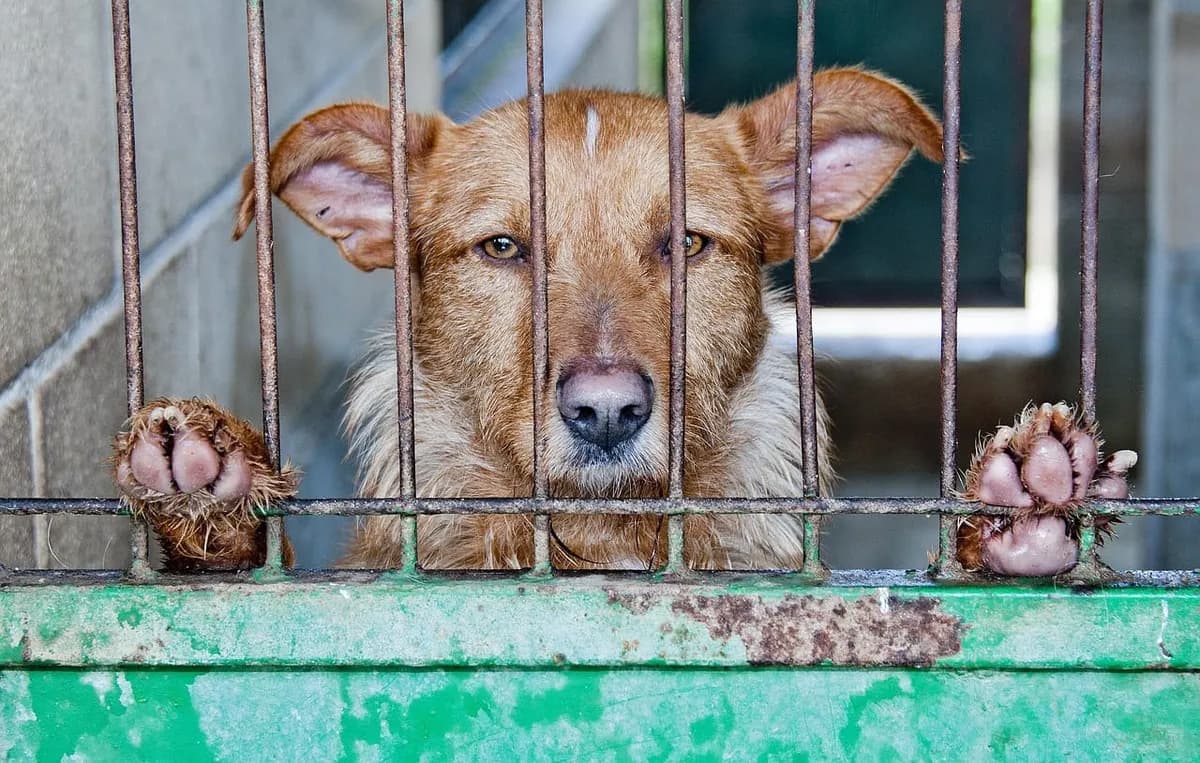 Schronisko zamknięte. 273 psy czekają na transport albo adopcję