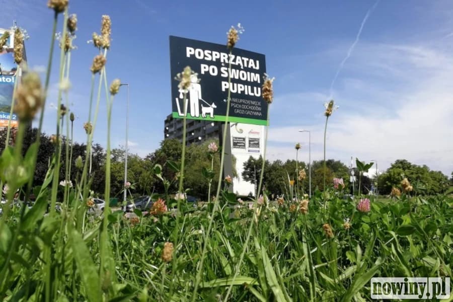 Kosze czy mandaty? W Jastrzębiu trwa dyskusja o psich nieczystościach