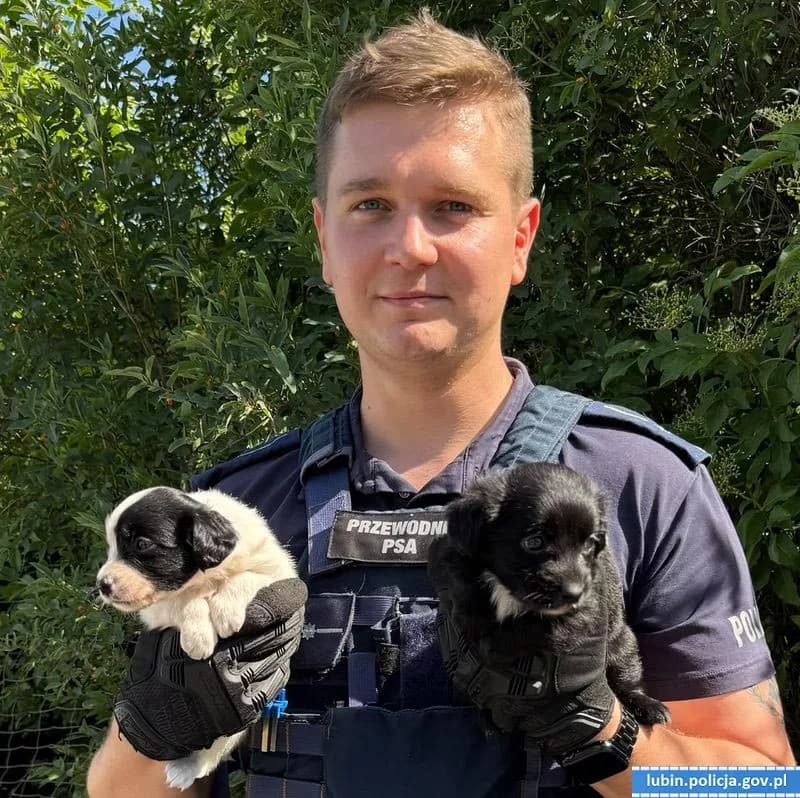 Ukrywał szczeniaki za kanapą. Policja odkryła dramat psów w Lubinie