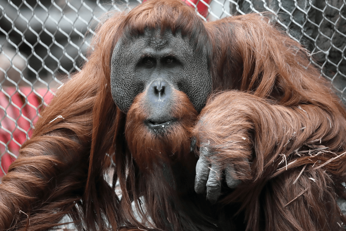 Orangutany używają leczniczych roślin