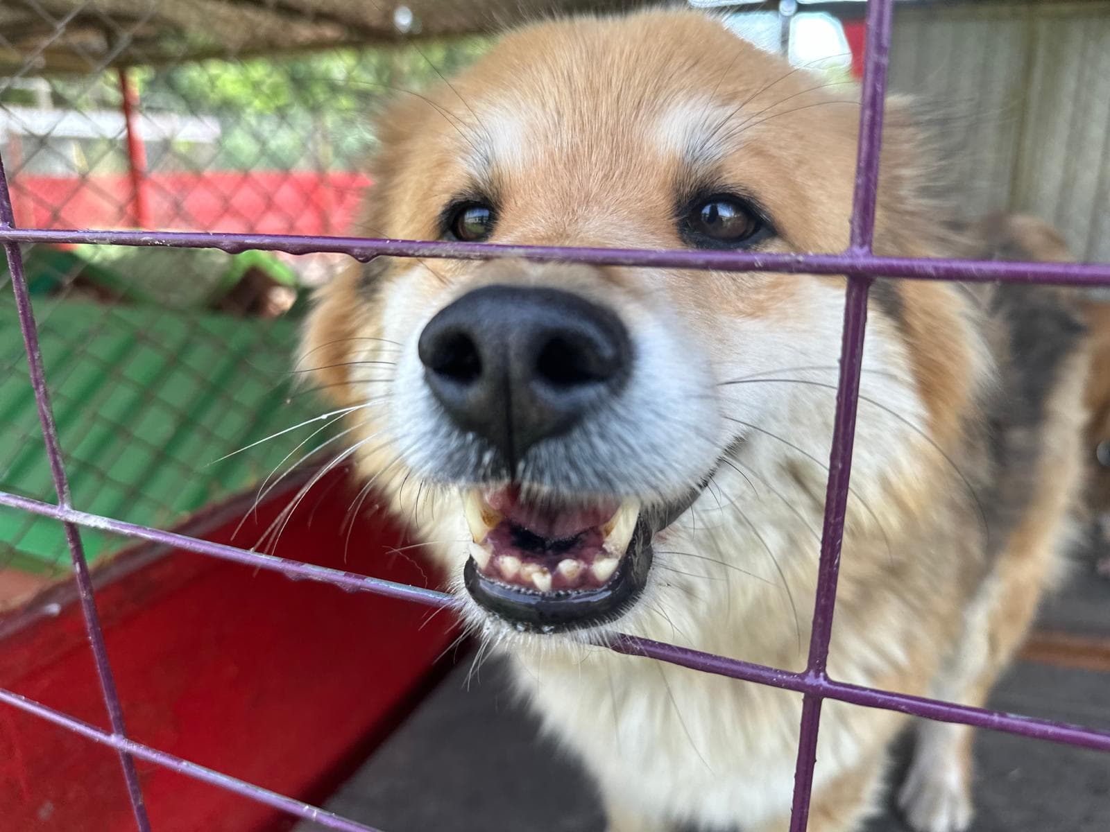 Nie róbmy wakacji od adopcji. W kołobrzeskim schronisku na dom czekają dziesiątki zwierząt