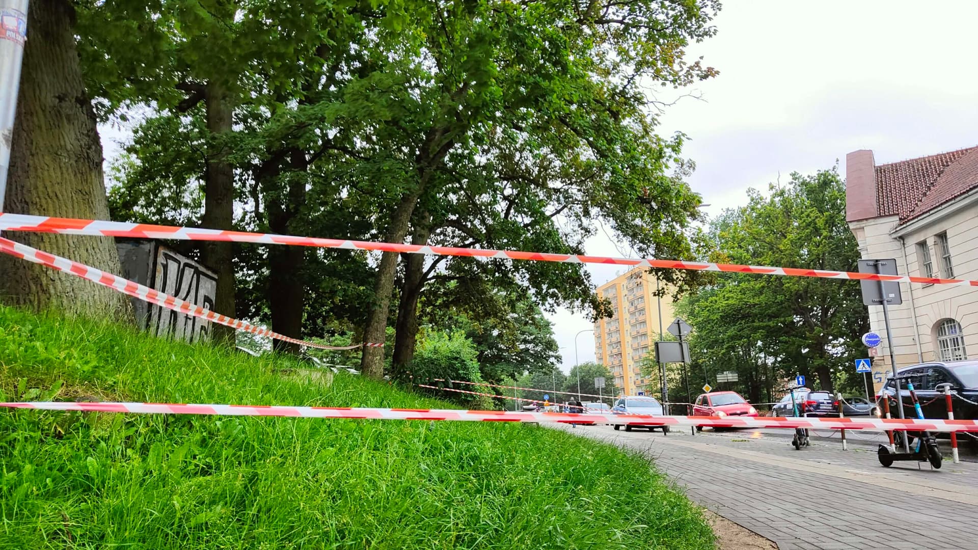 Uwaga! Te drzewa mogą w każdej chwili się przewrócić!