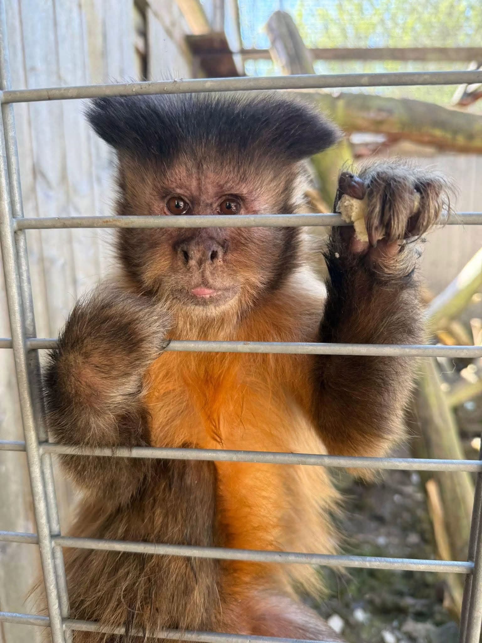 Trwają poszukiwania zaginionej małpki