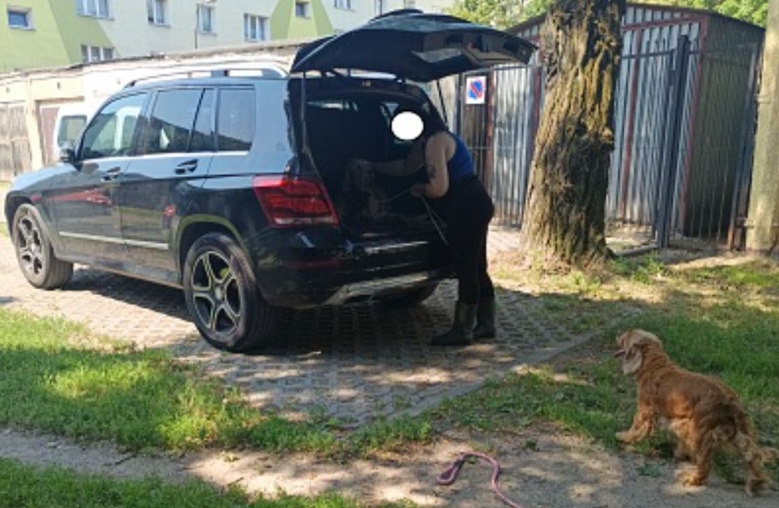 Dwa psy zamknięte w rozgrzanym aucie. Właściciel: „Nie mam z kim ich zostawić”