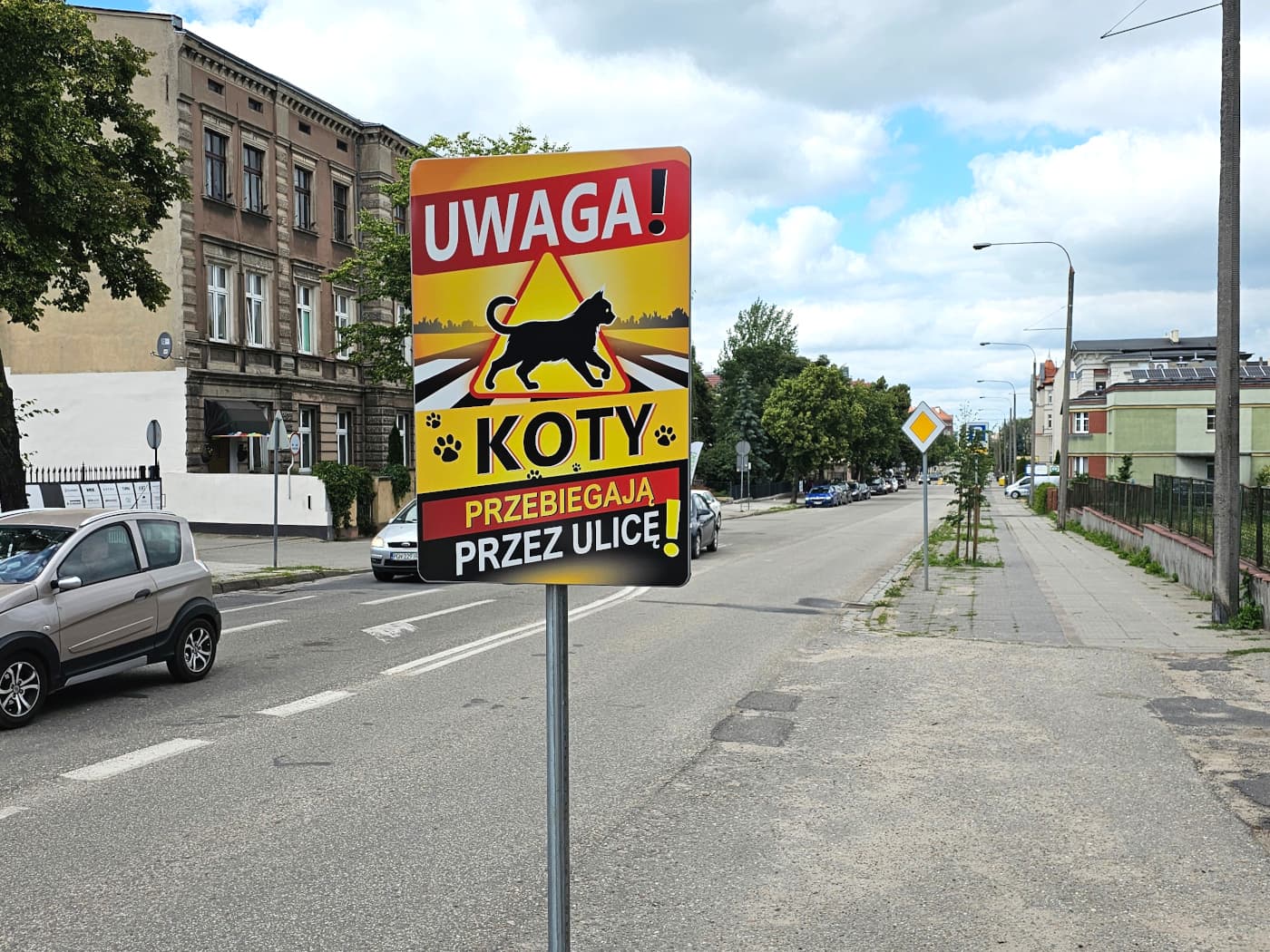 „Kocie znaki” na ulicach. Prywatna inicjatywa i finanse, a miejskie wsparcie