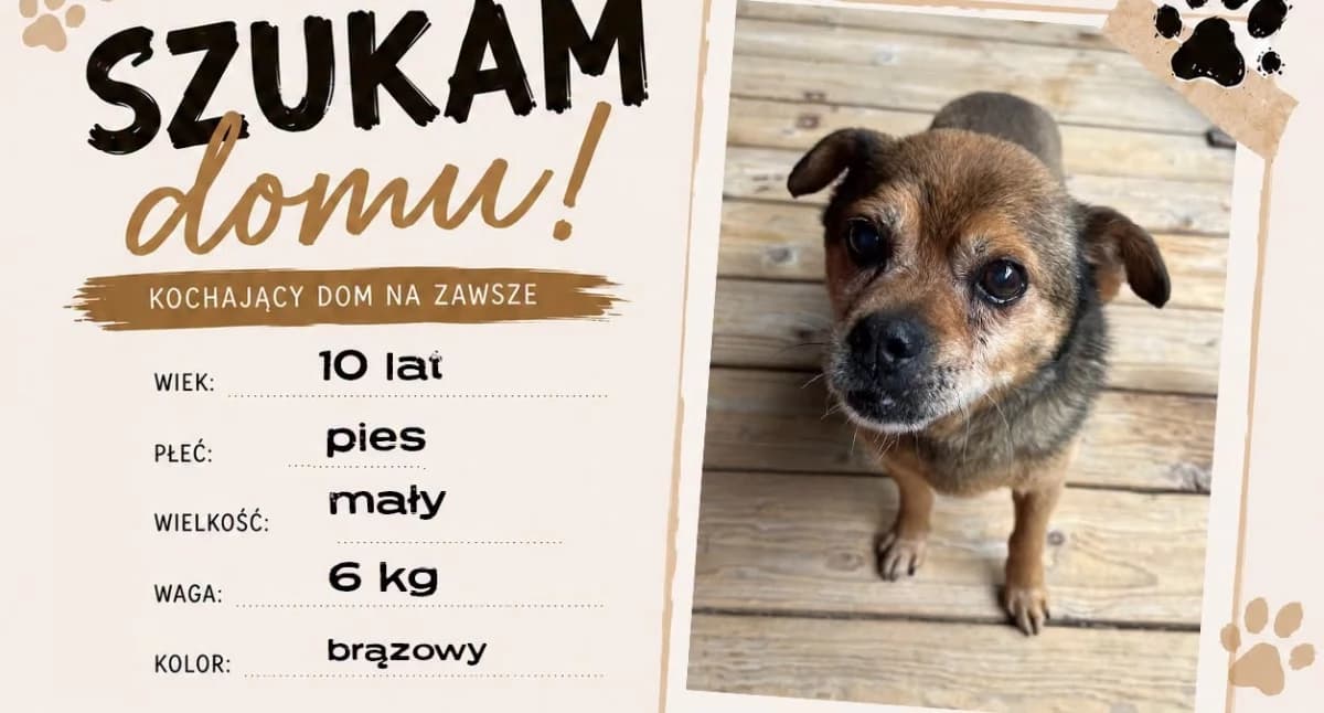 Gmina Poronin szuka domów dla psów - samorząd apeluje o adopcję po zamknięciu