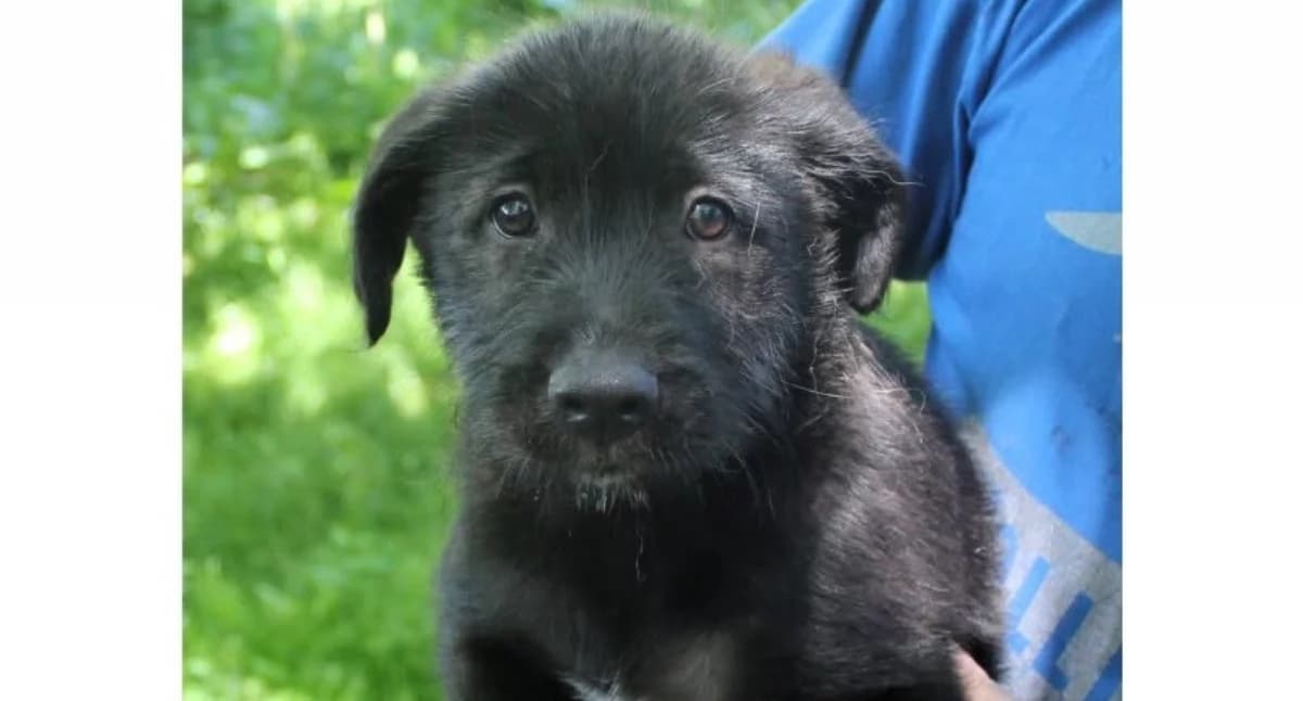 Gmina Biały Dunajec apeluje o adopcję psów - ponad 20 czworonogów pilnie potrzebuje nowych domów