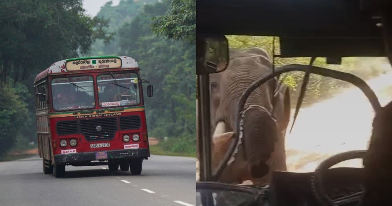 Koszmar w raju. Słoń zaatakował autobus, przebił szybę na wylot