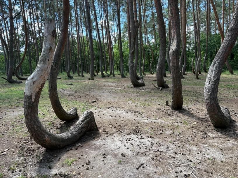 Szukają sposobu, by krzywić drzewa jak za Niemca. Walka o perłę Pomorza
