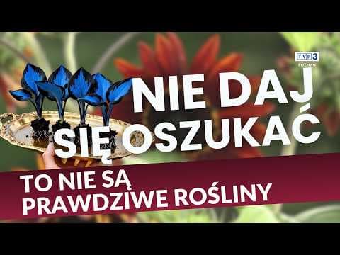 🪴 KUPUJESZ ROŚLINY W SIECI? || UWAŻAJ NA FAŁSZYWE OFERTY WYGENEROWANE PRZEZ AI