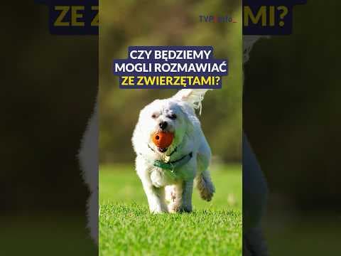 Czy będziemy mogli rozmawiać ze zwierzętami? Ekspert wyjaśnia #news #zwierzęta #shorts
