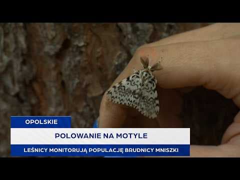 Polowanie na motyle. Leśnicy monitorują populację brudnicy mniszki