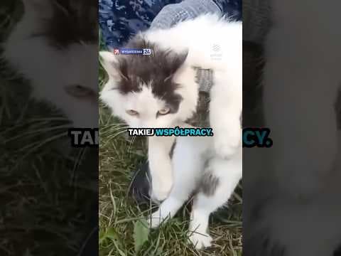 Kot przemytnik szmuglował narkotyki. Wpadł przez obrożę