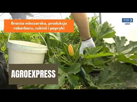 Agroexpress - branża mleczarska, produkcja rabarbaru, cukinii i papryki