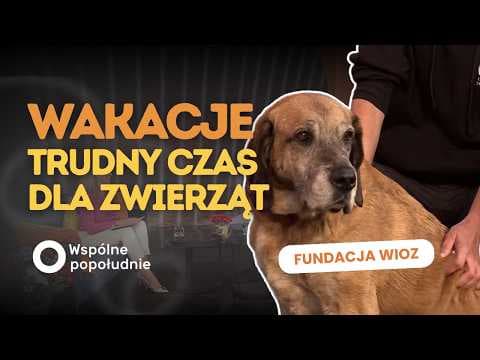 🐶 DLACZEGO WŁAŚCICIELE PORZUCAJĄ SWOJE ZWIERZAKI PRZED URLOPEM?