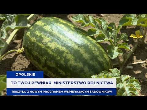 To Twój Pewniak. Ministerstwo Rolnictwa ruszyło z nowym programem wspierającym sadowników