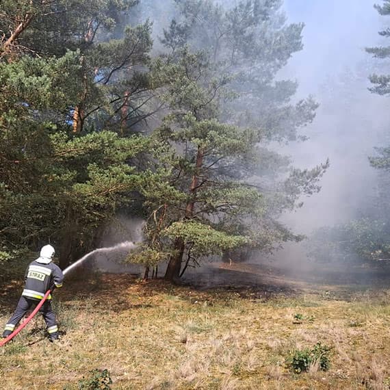 Pożar lasu w Wolinie. Strażacy szybko opanowali ogień