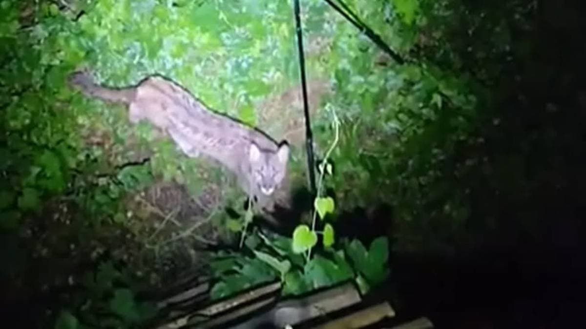 Wideo Puma widziana w polskim lesie. Wszczęto alarm