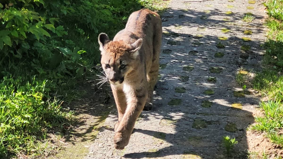 Szukali jej kilka dni. Koniec obławy na pumę