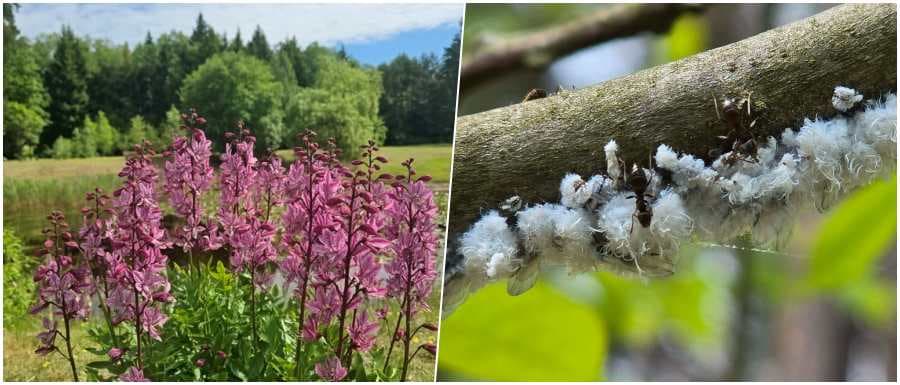 Biblijne rośliny można zobaczyć w Arboretum koło Krynek. Wśród nich „gorejący krzew Mojżesza”