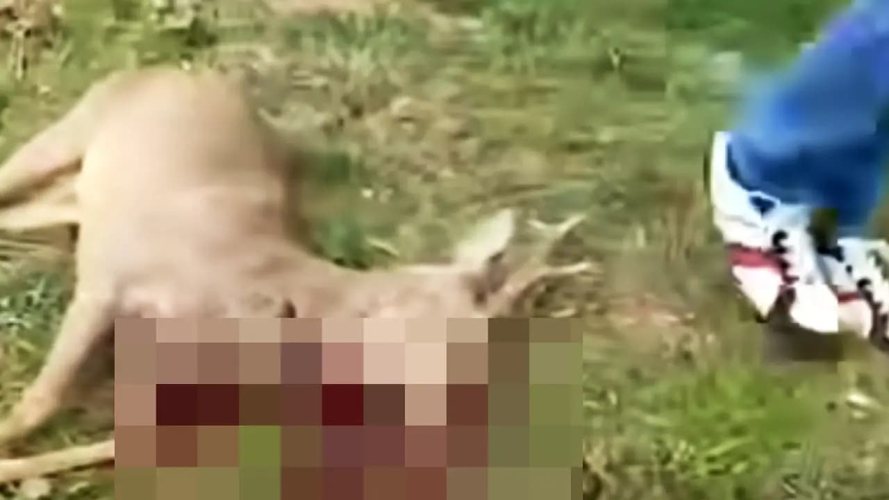 Jest decyzja prokuratury w głośnej sprawie zabitej sarny ze Szczytnicy. Wniosek trafił do sądu