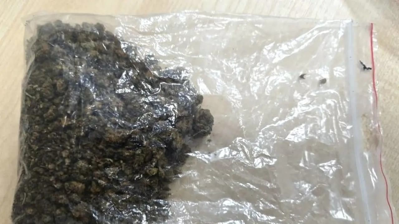 Bolesławiec. Policja zabezpieczyła blisko 90 gramów marihuany. Dwie osoby z zarzutami