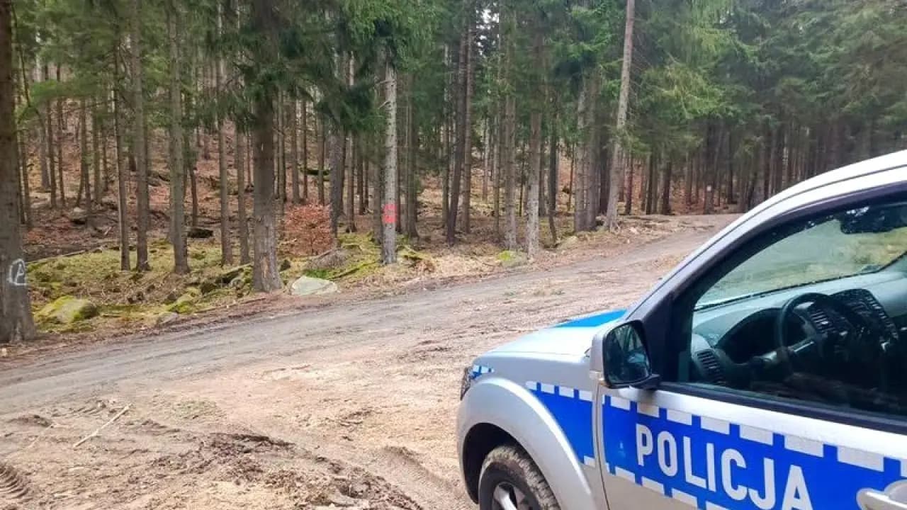 Pilna akcja saperów z Bolesławca. W lesie odnaleziono śmiertelnie niebezpieczne niewybuchy