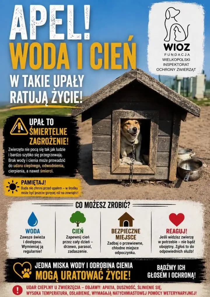 Upały zagrażają zwierzętom – jak reagować i pomagać?