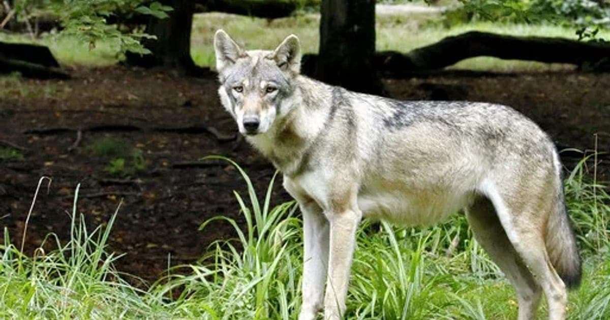 Wilk przy domu lub na leśnej drodze? Tak reagować w powiecie puckim