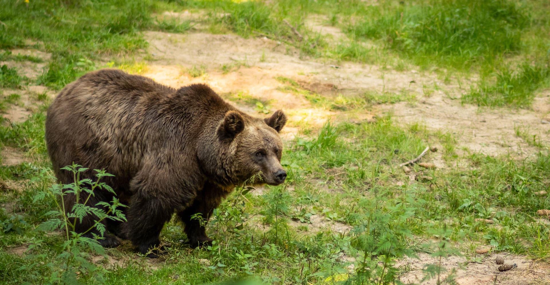BIESZCZADY. Niedźwiedź terroryzuje mieszkańców. Wójt interweniuje w GDOŚ