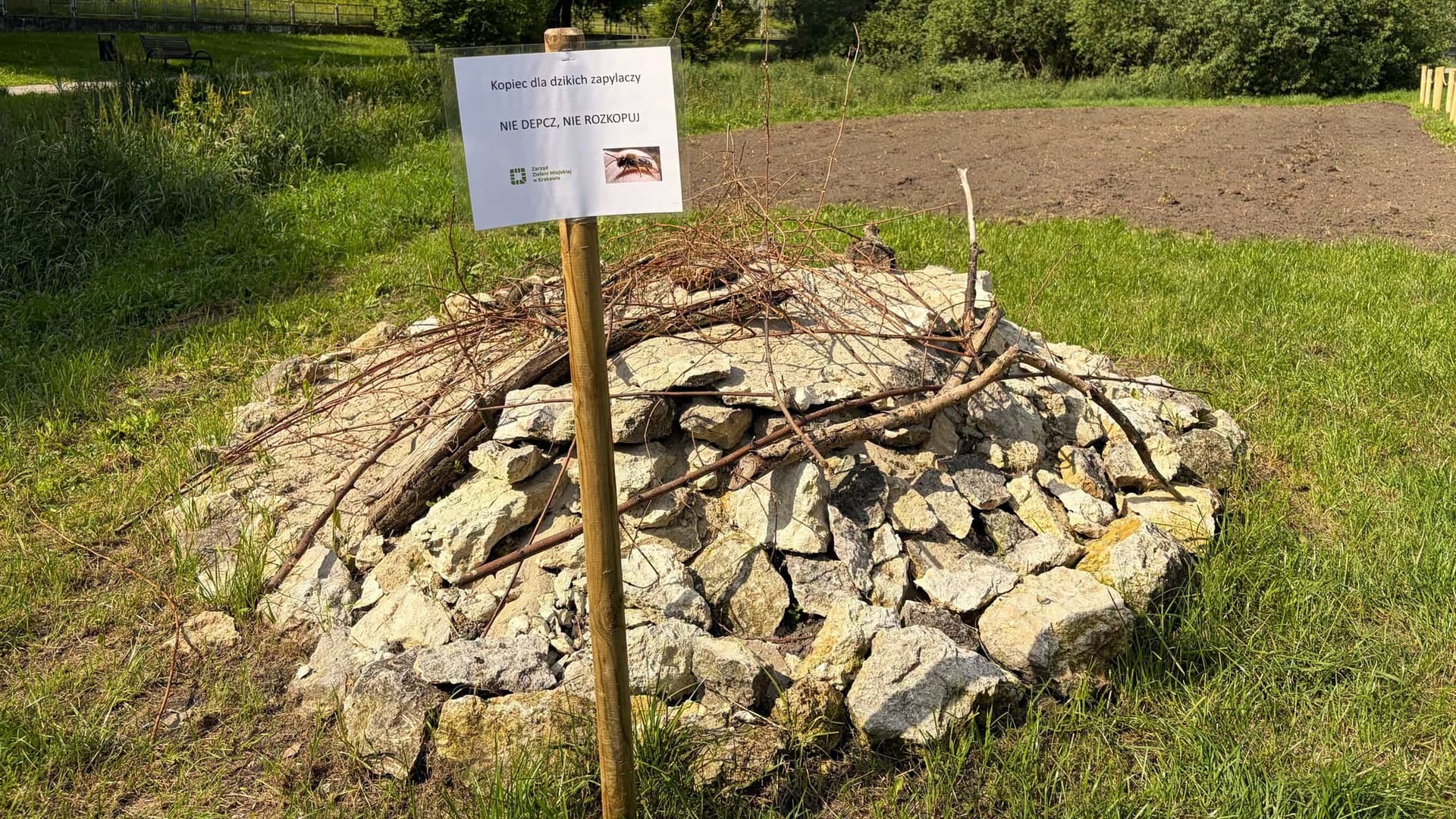 Kraków stawia na ochronę dzikich pszczół. W parkach powstały pierwsze kopczyki dla zapylaczy