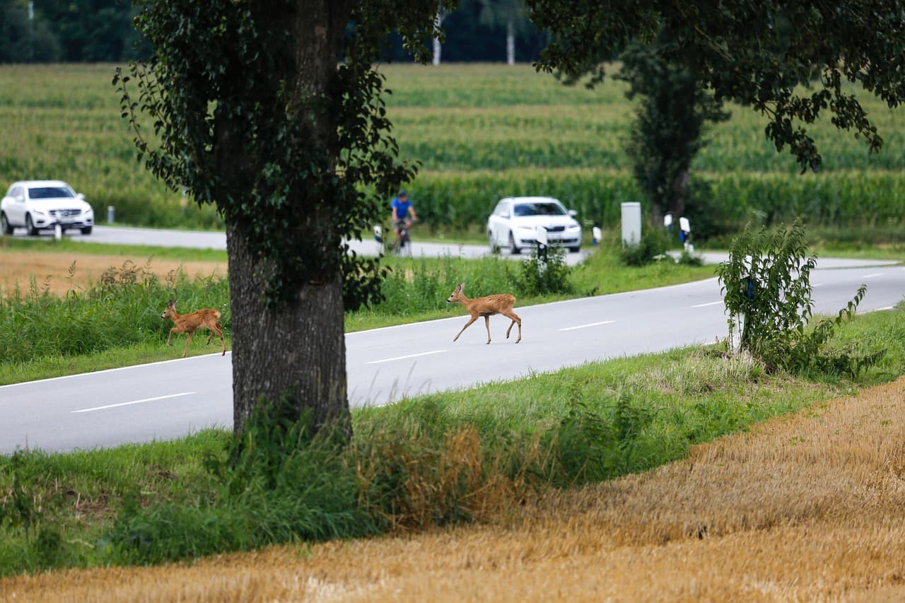 Kolizje z dzikimi zwierzętami. Myśliwi apelują do kierowców: noga z gazu