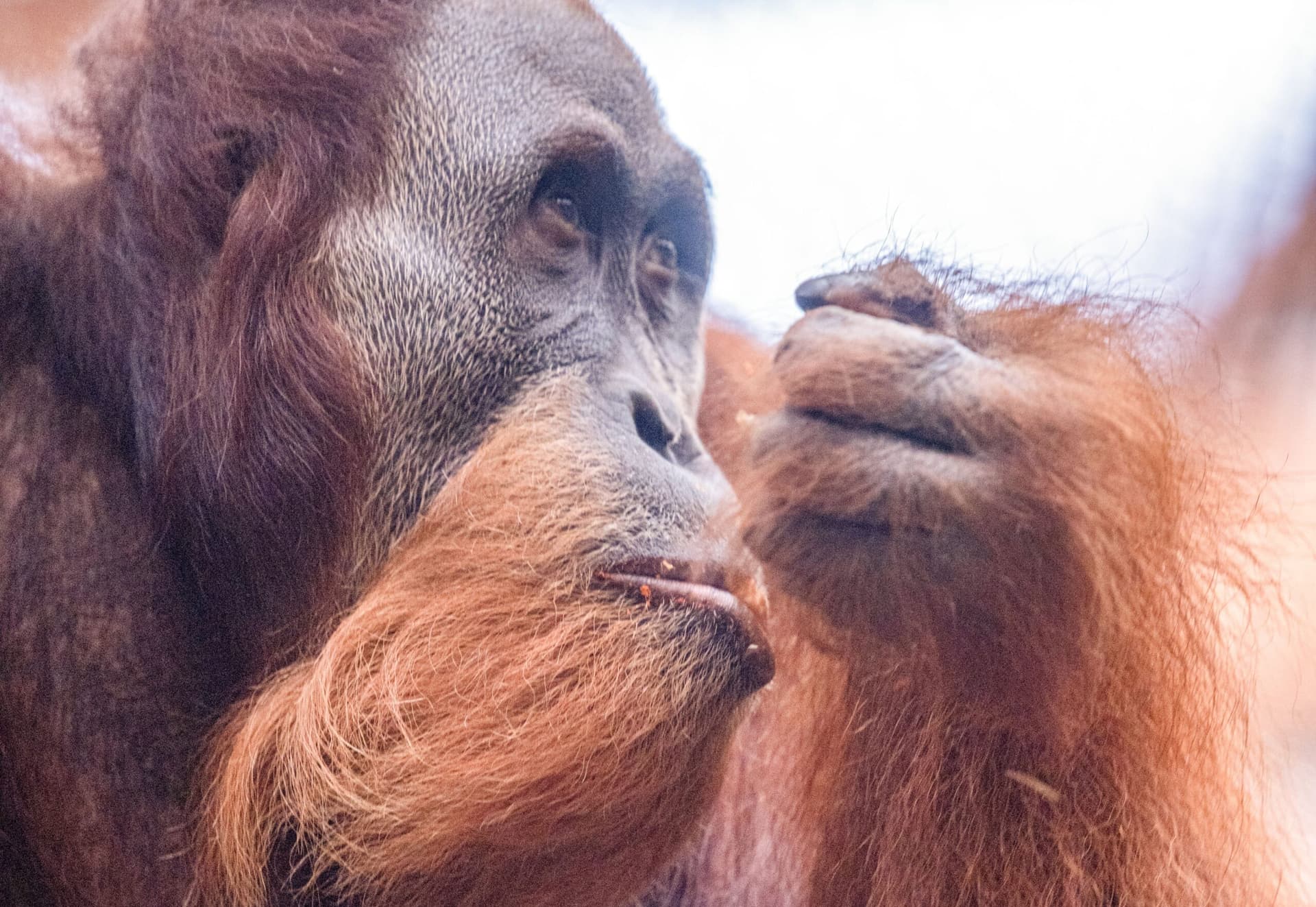 Orangutany wychodzą na lato! Orientarium ZOO Łódź otwiera wybieg zewnętrzny