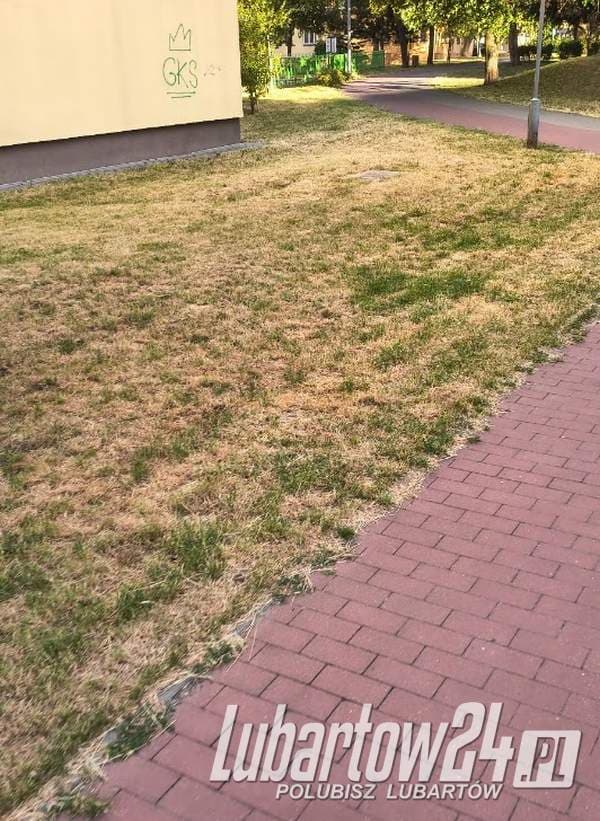 Zamiast zielonego trawnika - wysuszone klepisko. Czytelnik apeluje o rozsądniejsze koszenie zieleni