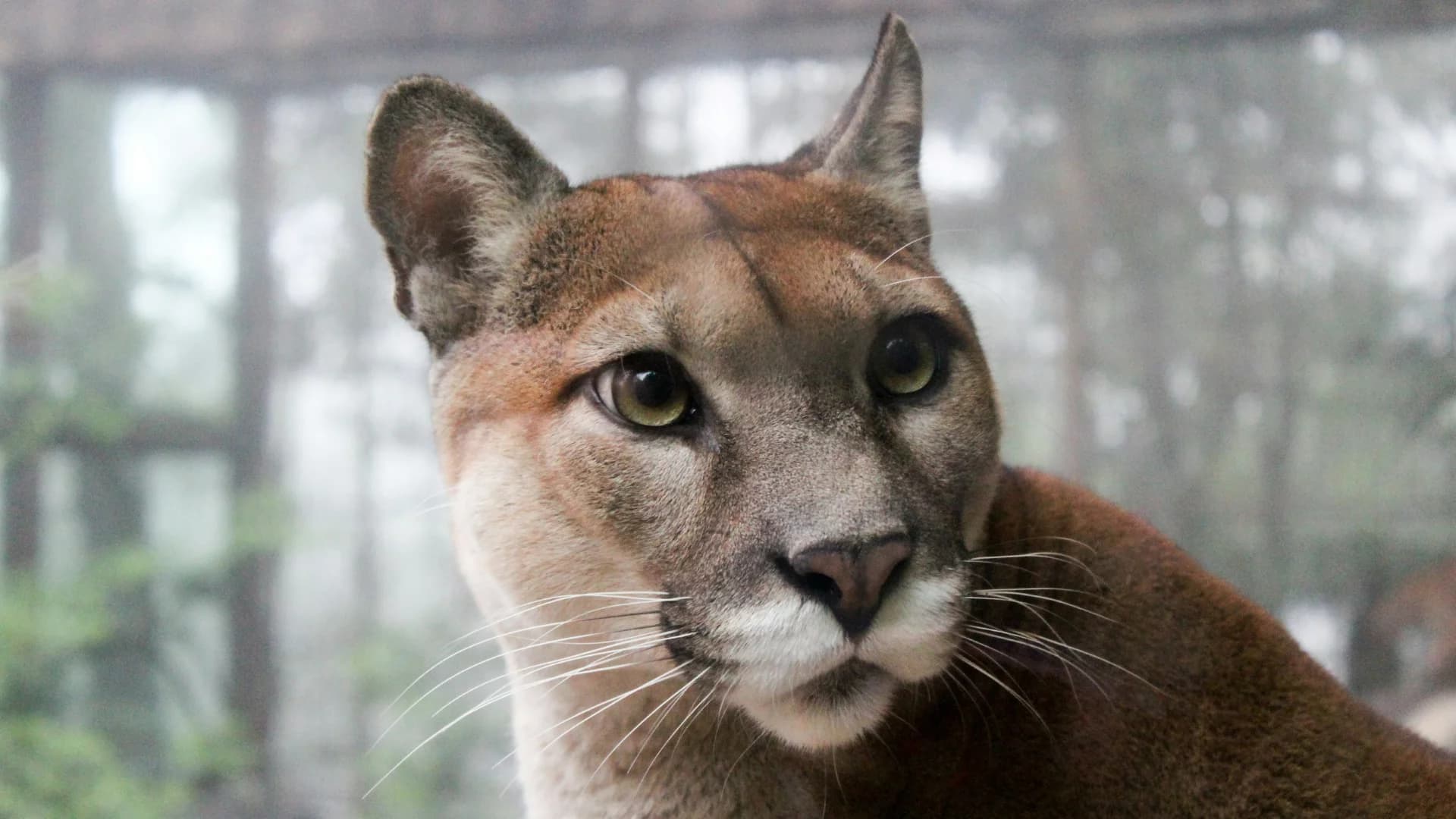 Puma buszowała pod domami w Polanowie. Wiadomo, gdzie teraz trafi drapieżnik