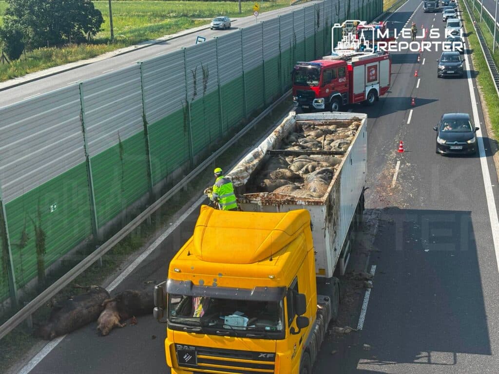 Zdechłe bydło i trzoda chlewna wypadły z ciężarówki na trasie S7! Trwa akcja usuwania truchła zwierząt