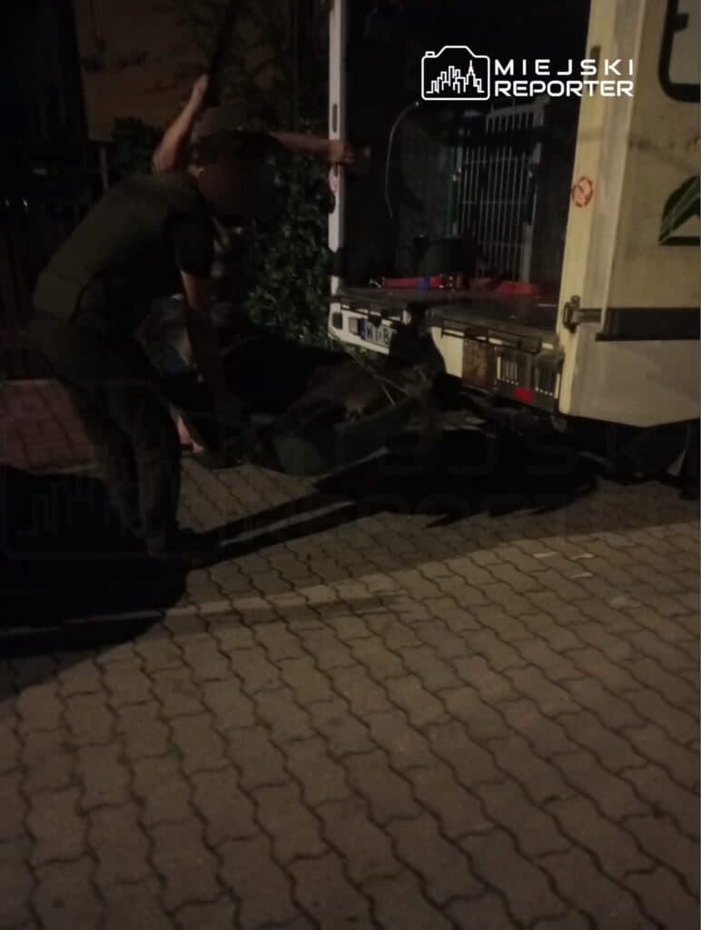 Dzik zaatakował i ugryzł mężczyznę w nogę. Poszkodowany trafił do szpitala. Zwierzę uśpiono