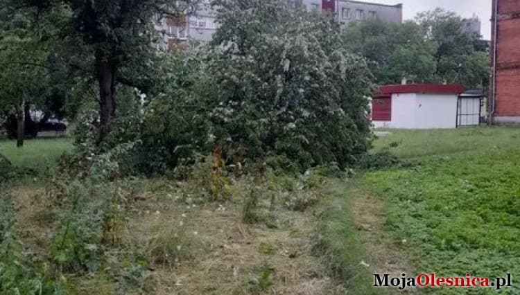 Pracowity wieczór straży pożarnej. Połamane drzewa i uszkodzone samochody