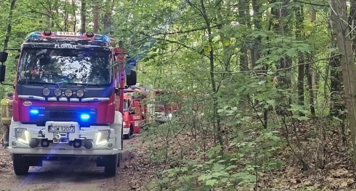 Pożar lasu w powiecie świeckim. Na miejscu…