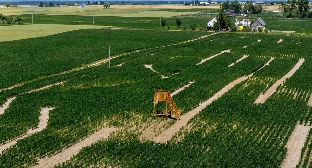 Pod Toruniem powstał labirynt w polu kukurydzy. Znamy datę otwarcia atrakcji