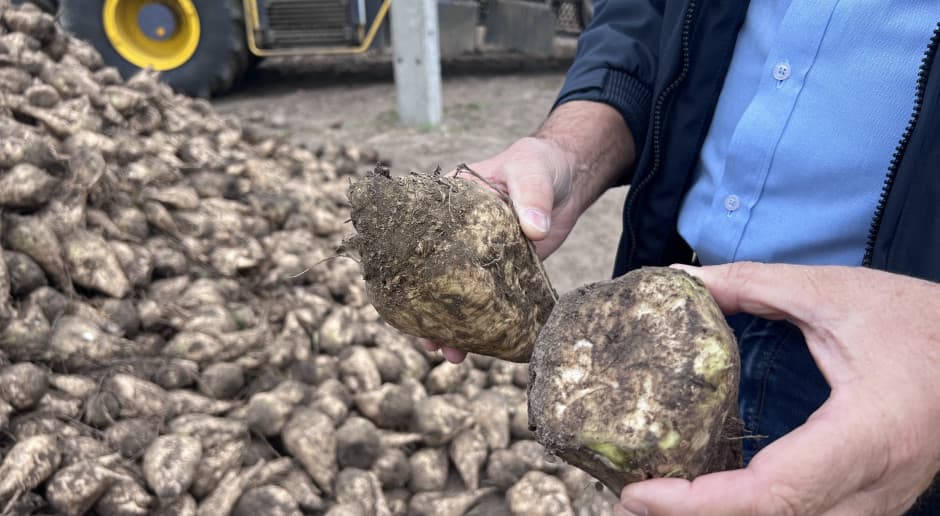 Okopowe Branża cukrownicza alarmuje. Nowy podatek może uderzyć w plantatorów i konsumentów