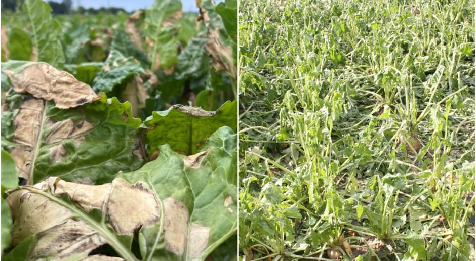 Okopowe Upał i grad uderzyły w buraki. Jak ratować uszkodzone plantacje?