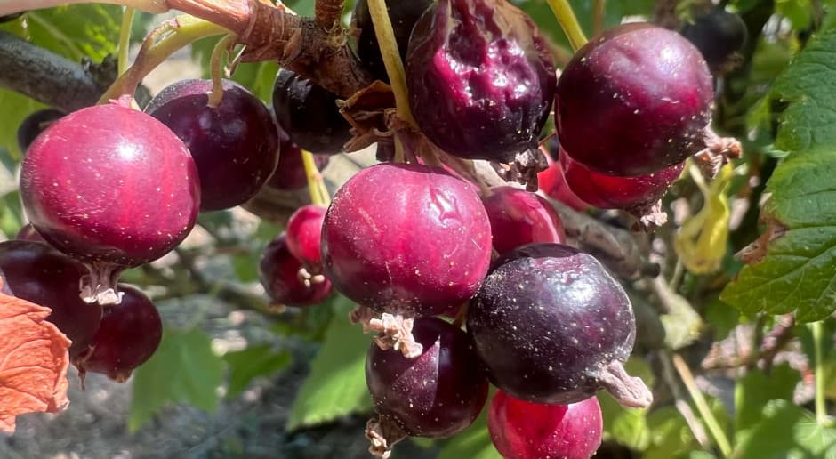 Rośliny „Ugotowana porzeczka” symbolem tegorocznych strat. Producenci w pułapce nieaktualnych przepisów. KRIR apeluje o pilną zmianę
