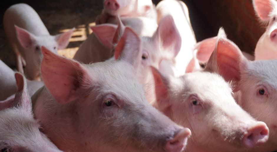Dzisiaj, 19:00 Pięć chlewni i 19 silosów. Powstaje wielki kompleks produkcji świń