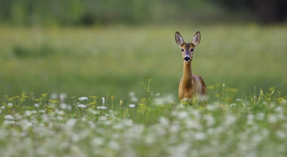 Fakty Jeleń wpadł pod kosiarkę. Rolnik zapłaci ponad 17 tys. zł grzywny