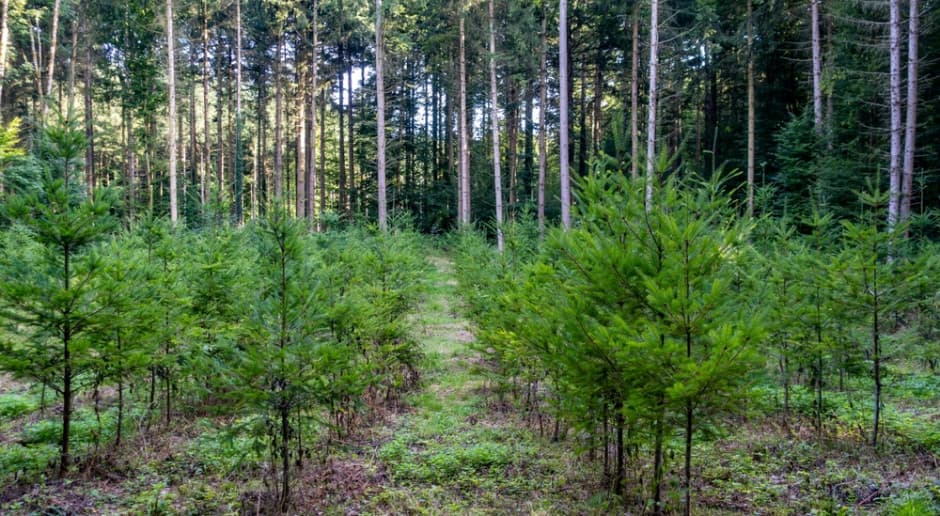 Dzisiaj, 16:45 ARiMR przyjmuje e-wnioski na zalesianie i zadrzewienia śródpolne – nabór trwa