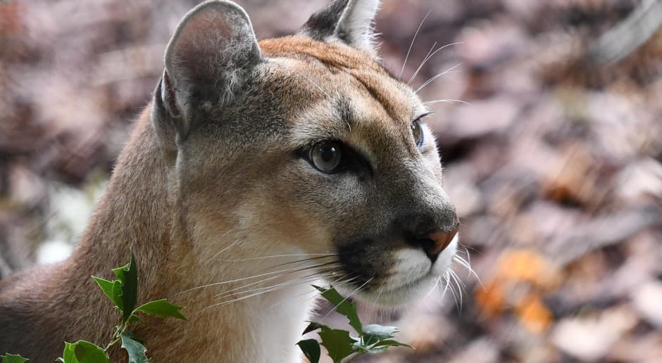 Puma odłowiona w gminie Polanów. Jest komunikat Lasów Państwowych